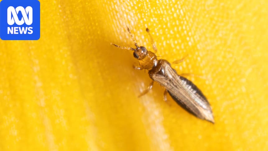 New Invasive Flower Thrips Threaten Global Berry and Vegetable Production