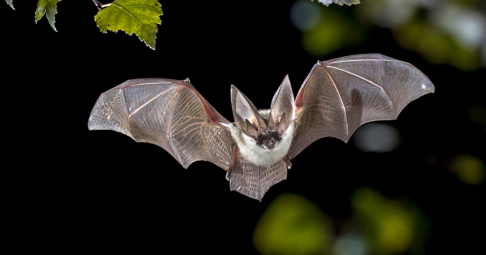 When Bats Vanish: How U.S. Insecticide Surges Hold Lessons for European Agriculture
