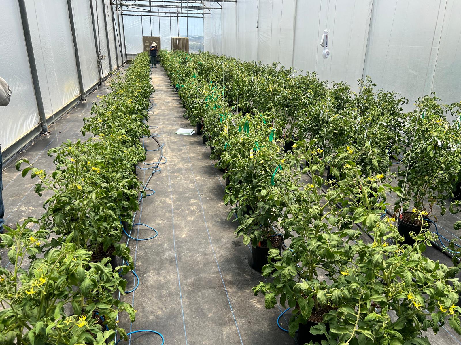 Plantik and Hudson River Biotechnology Partner to Develop Heat-Tolerant Strawberries