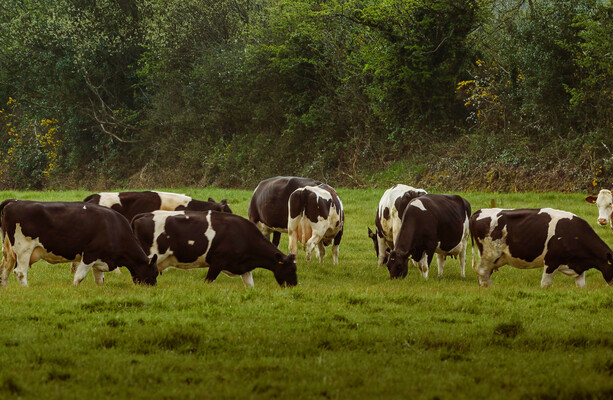 Blauzungenkrankheit in Irland: Warnsignal für die europäische Tierhaltung