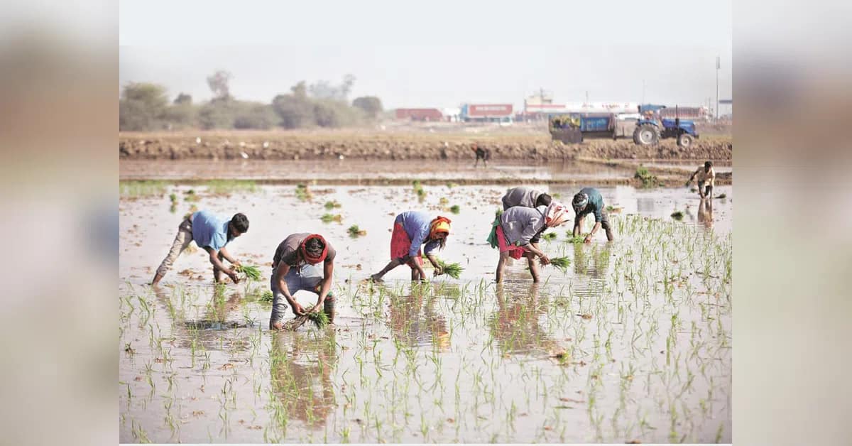 Rajasthan Rain Deficit Threatens Kharif Yields for Guar, Moong and Moth