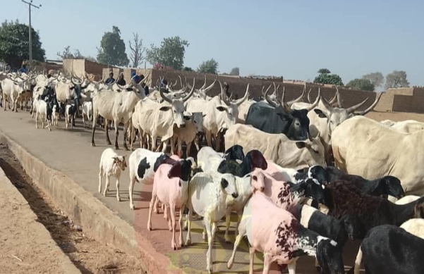 Healthy Livestock Can Harbor and Spread Antimicrobial Resistance to Farm Workers
