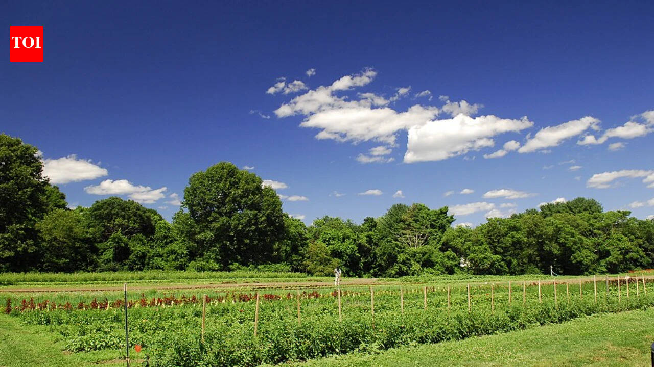 Looking Back at LettuceBot: How Early Smart Sprayers Shaped Modern Weed Control