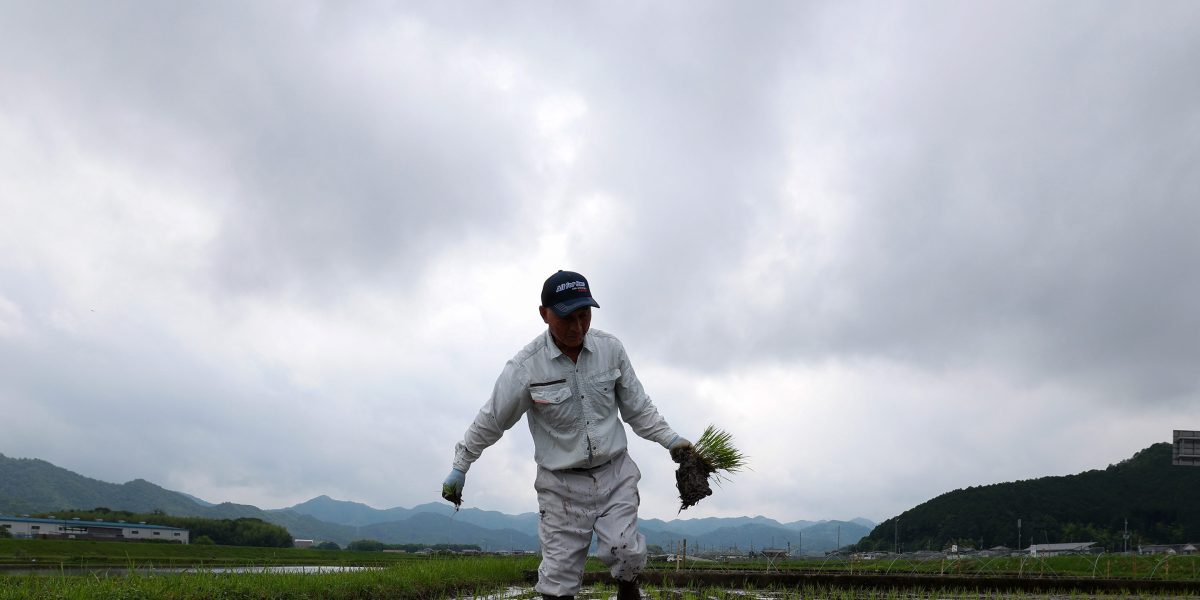 From Rice Shortage to Market Surplus: What Japan's Volatile Grain Pivot Teaches European Producers