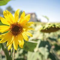 Istanbul Sunflower Harvest Poised for 25% Surge Following Heavy Rains