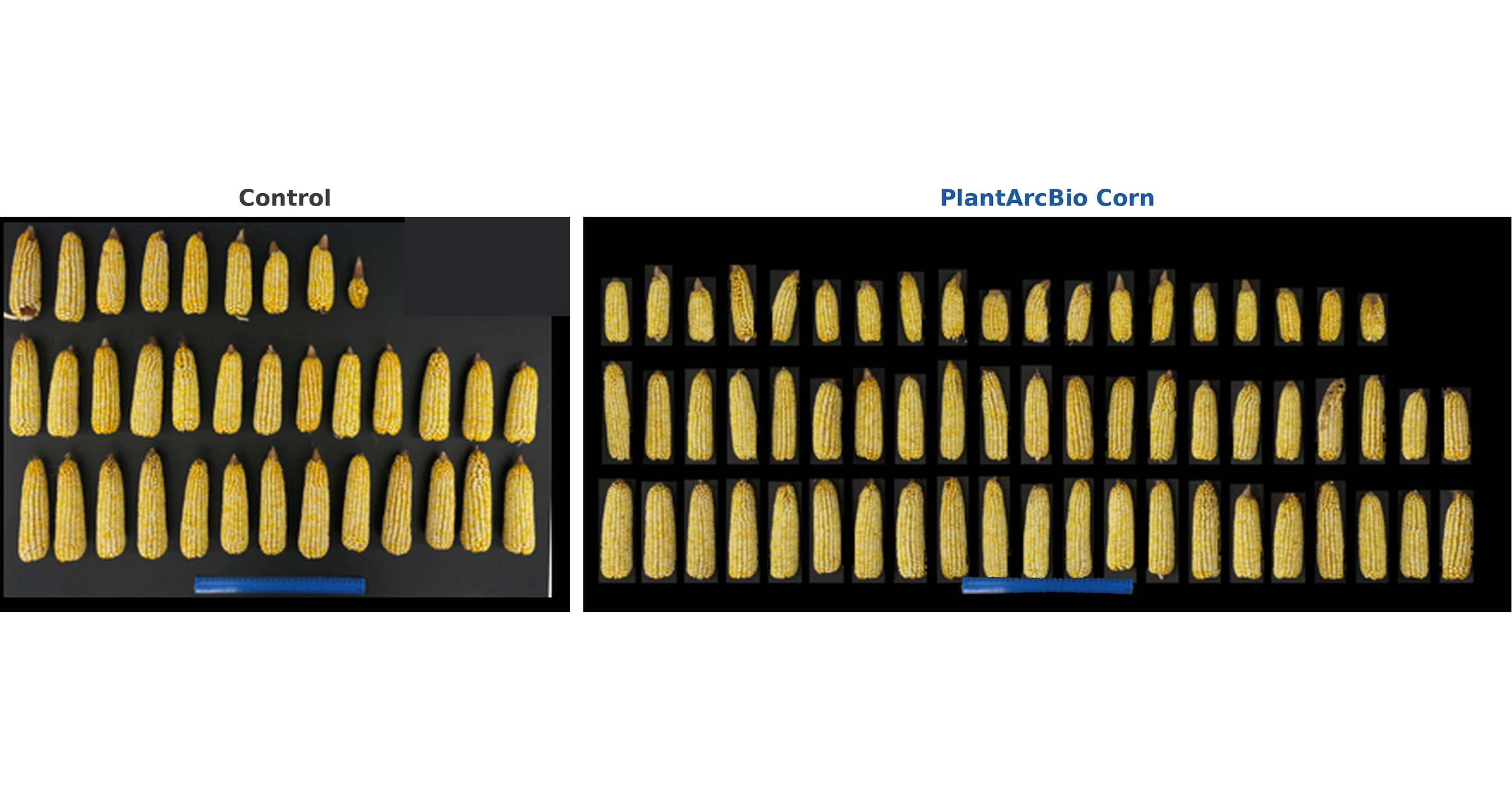 PlantArcBio Corn Trials Show Yield Gains Under Field Conditions