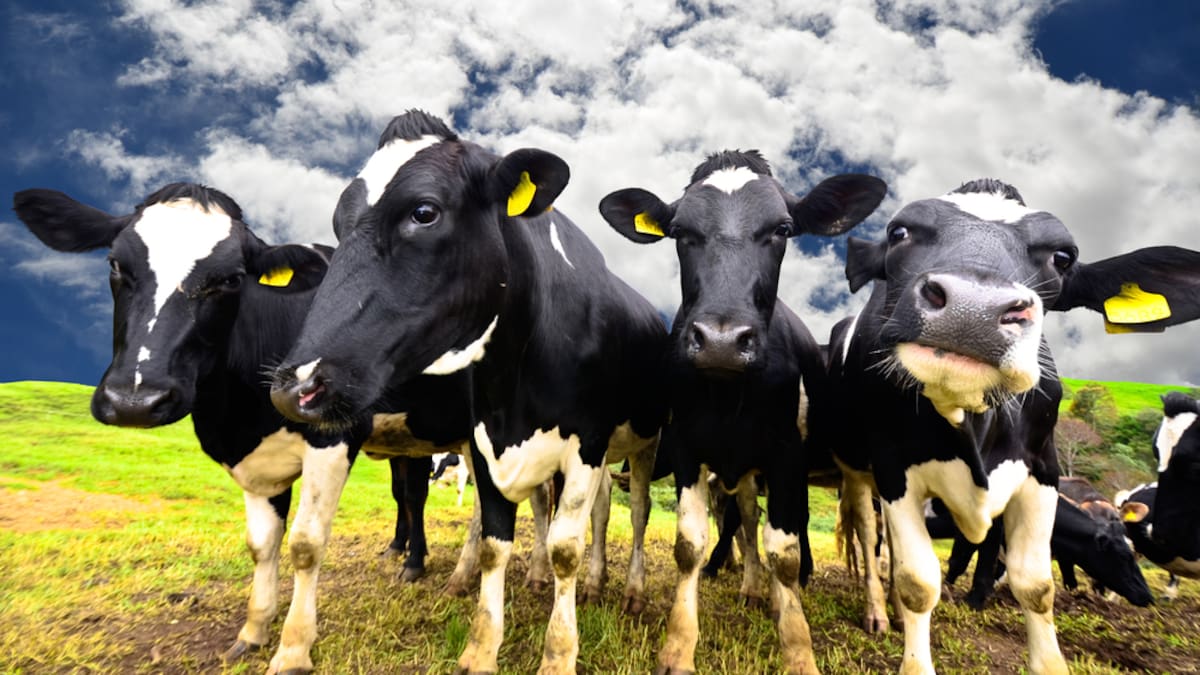 El Niño Climate Threat Looms Over Global Dairy Markets and Feed Costs