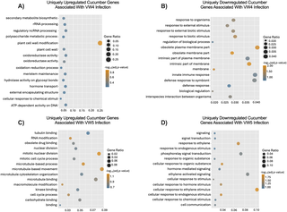 Root-Knot Nematode Study Reveals Vulnerabilities in Resistant Crops