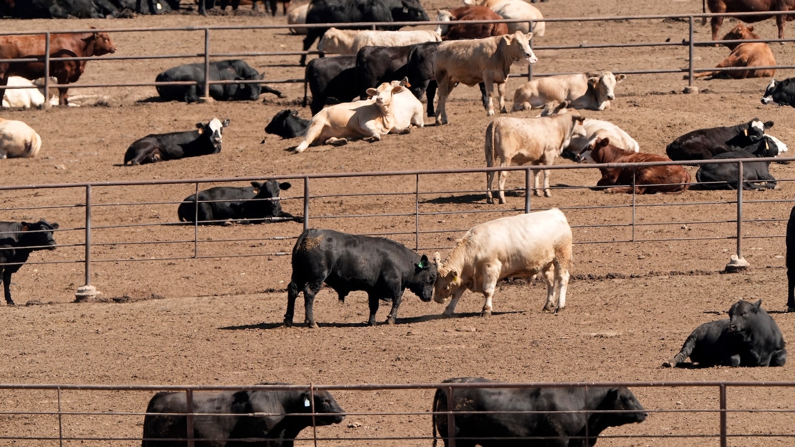 US Trade Policy Shifts: The Growing Risk to European Agricultural Exports