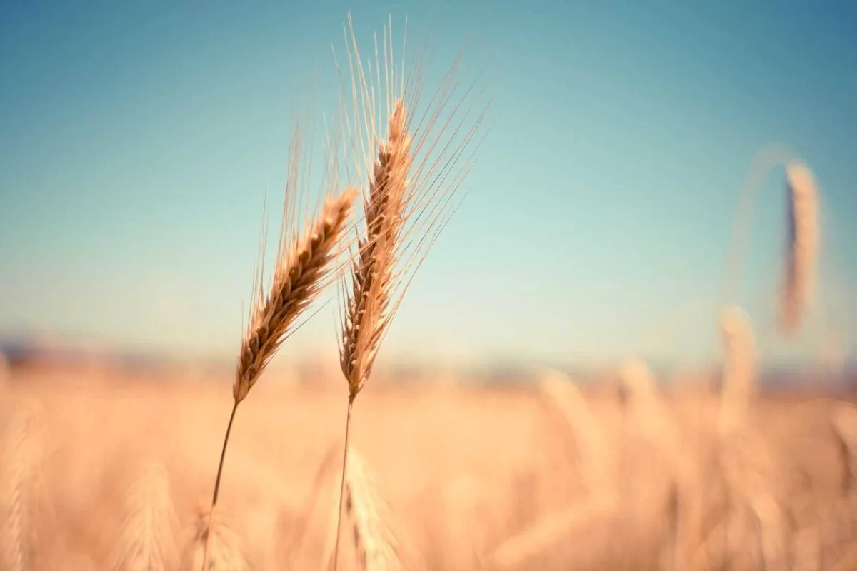 Wheat Market Volatility: Profit Taking Before the Long Weekend