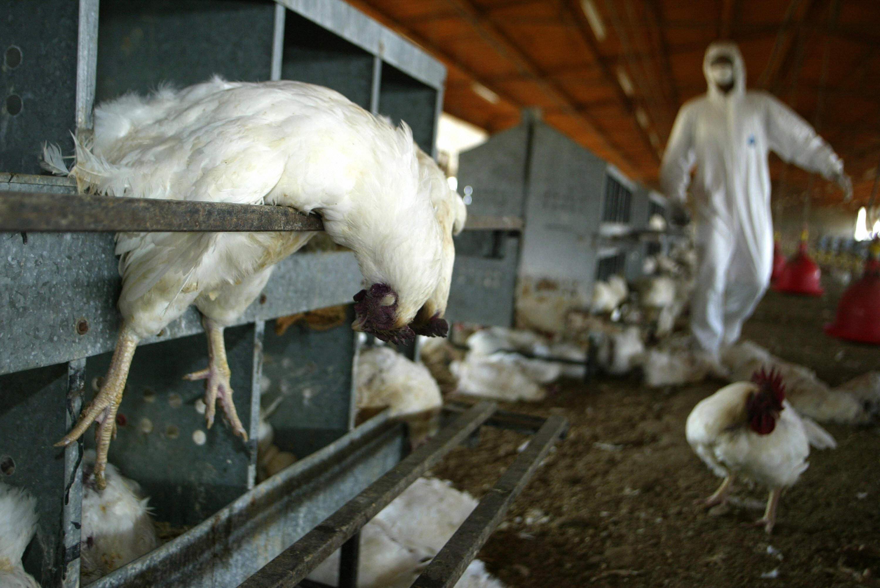 Autumn H5N1 Surge Hits Poultry Farms as Migrating Waterfowl Threaten European and Global Flocks
