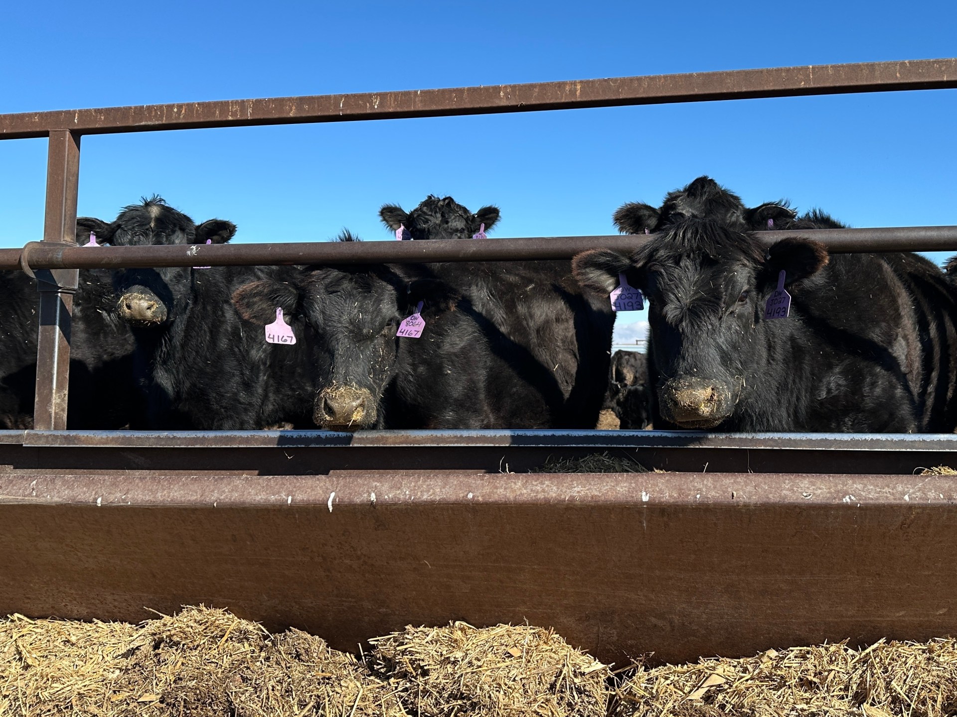 Global Cattle Herd Shrinks as Rising Input Costs and Droughts Threaten Beef Markets