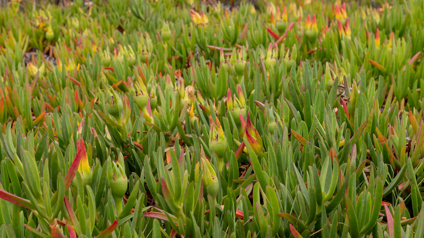 Saline Agriculture Struggles to Build a Commercial Market Despite Growing Soil Salinity