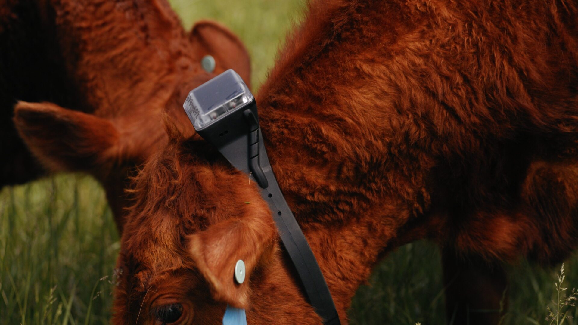 Virtual Fencing Moves Beyond Hype to Prove Its Worth on Livestock Farms