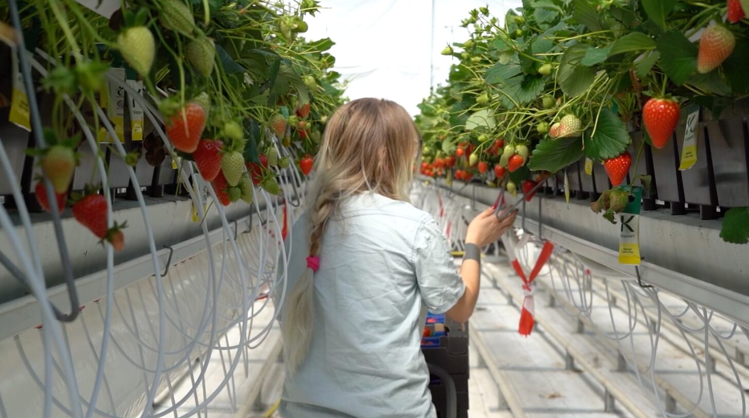 Biographica and Hudson River Team Up to Tackle Complex Crop Traits