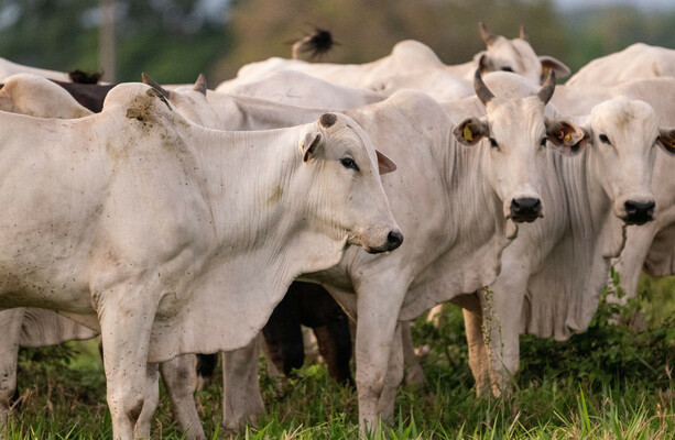 EU Suspends Brazilian Meat Imports Amid Compliance Concerns