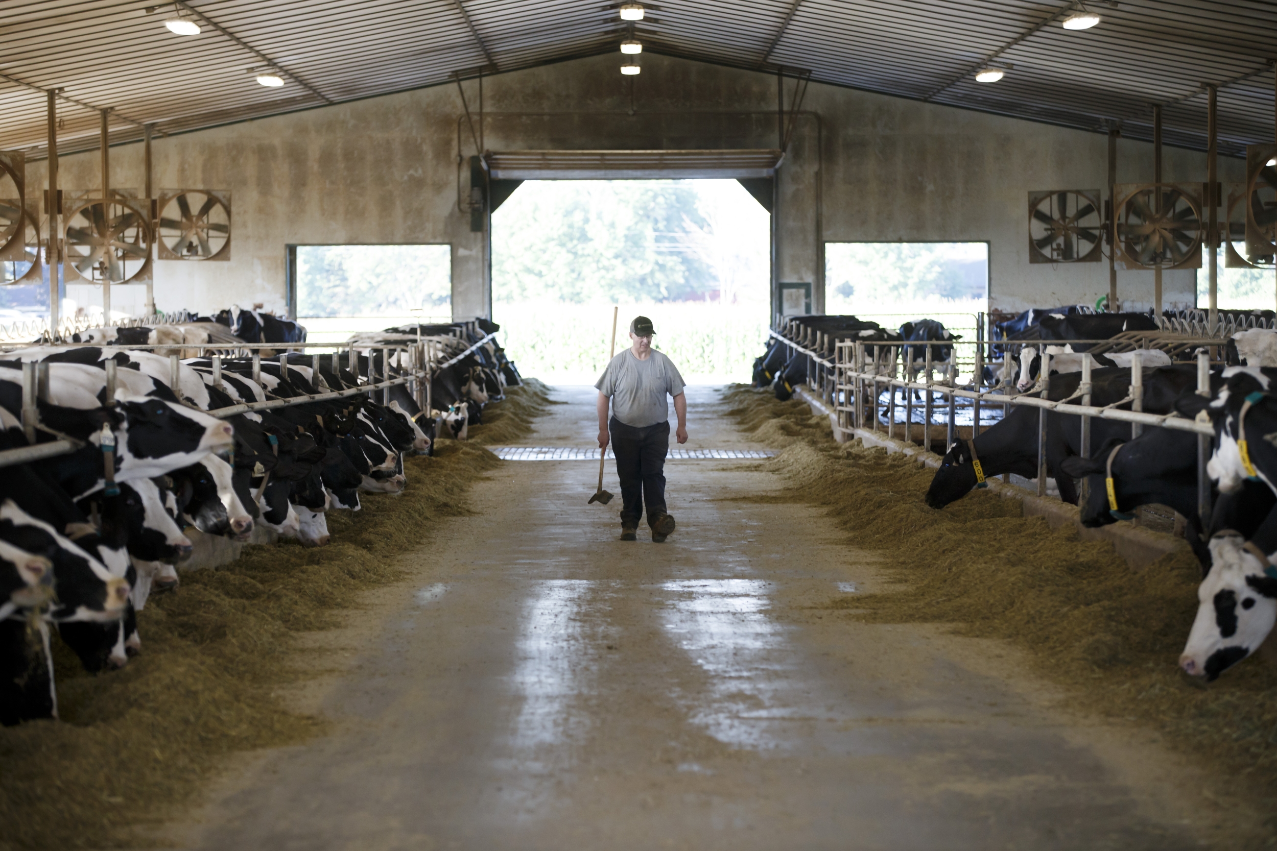 Washington Confirms First H5N1 Bird Flu Cases in Dairy Cattle