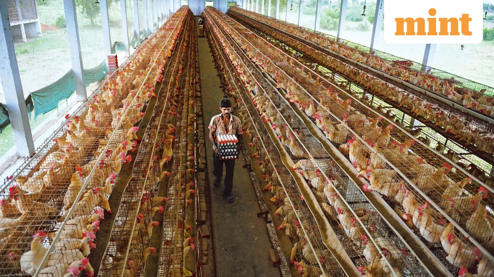 Drought and Ethanol Surge Drive Up Feed Maize Prices for European Livestock