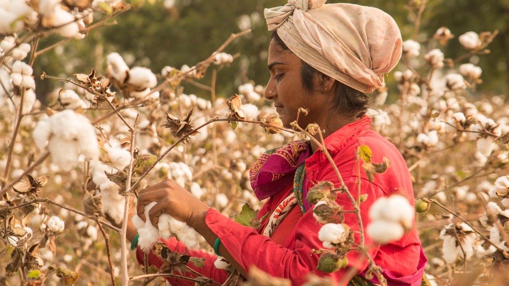 Better Cotton Initiative переходит на стандарты регенеративного земледелия