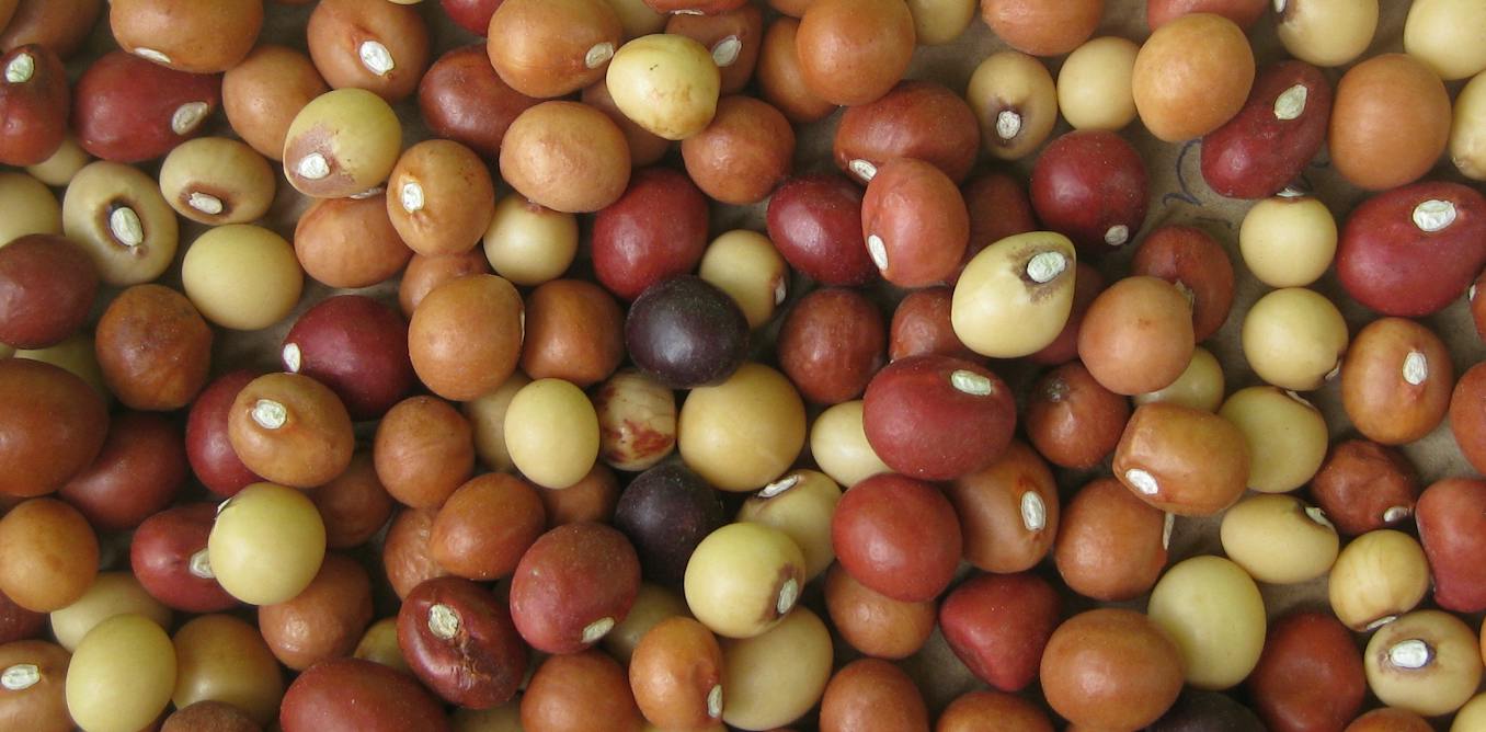 Bambara Groundnut Mapping Opens New Climate-Resilient Options for Southern African Farms