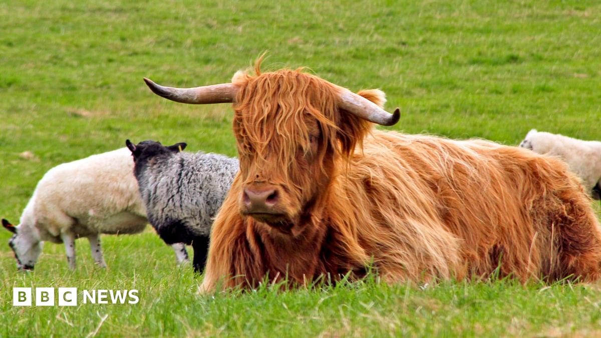 Scotland Expands Bluetongue Restriction Zone to Ease Livestock Movement