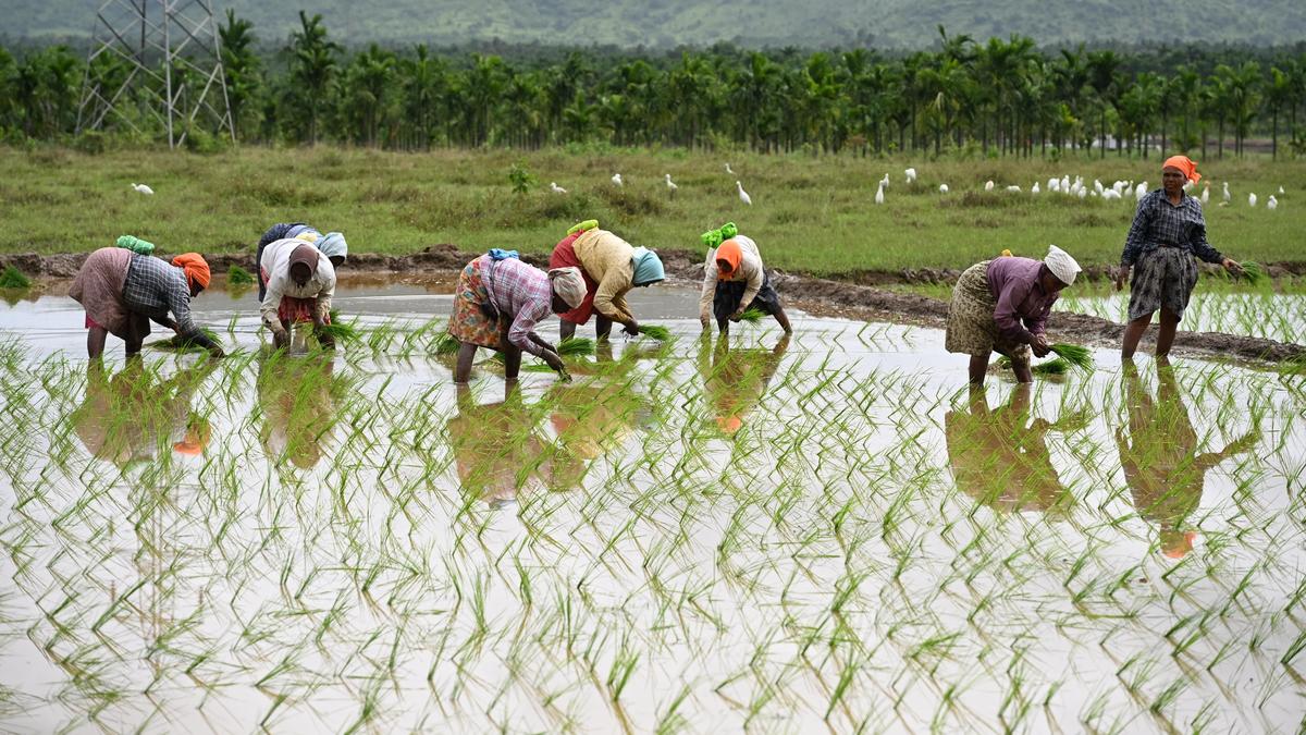 Monsoon Deficits and Sowing Delays in India Demand Attention from Global Grain Markets