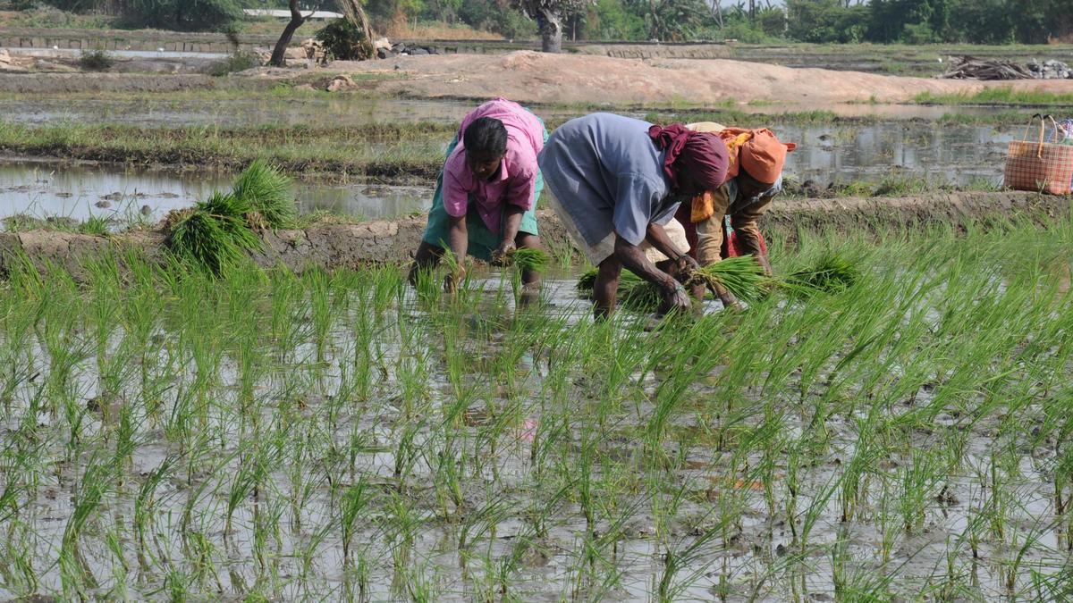 Rethinking Rice Cultivation: Lower Methane and Higher Yields Through Water Management