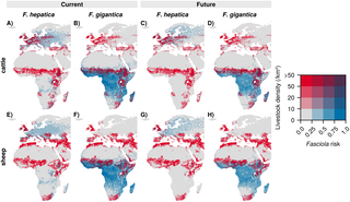 New Climate Risk Index Highlights Growing Liver Fluke Threat to European Livestock