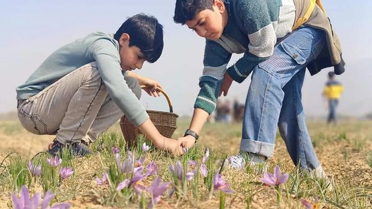 Kashmir Saffron Under Threat: Heat Stress and Dry Spells Jeopardize Premium Harvest